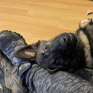 adopting a German Shepherd