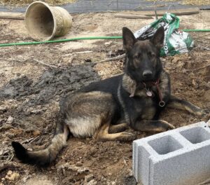 German shepherd crate training