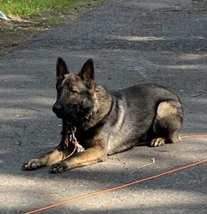 Jasper an example of a working line GSD