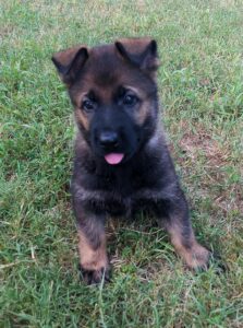 Pros and Cons of German Shepherd dog