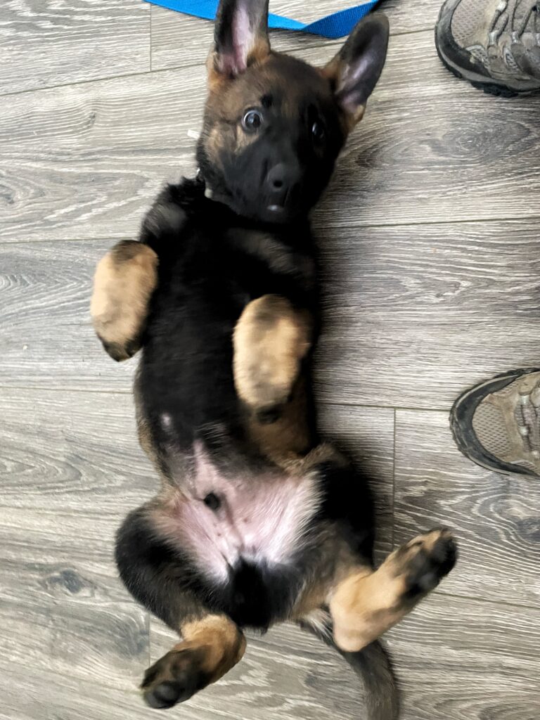 German Shepherd puppy training