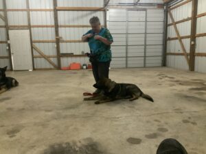 Training German Shepherds