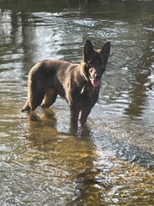 Jasper take on swimming in Creeks