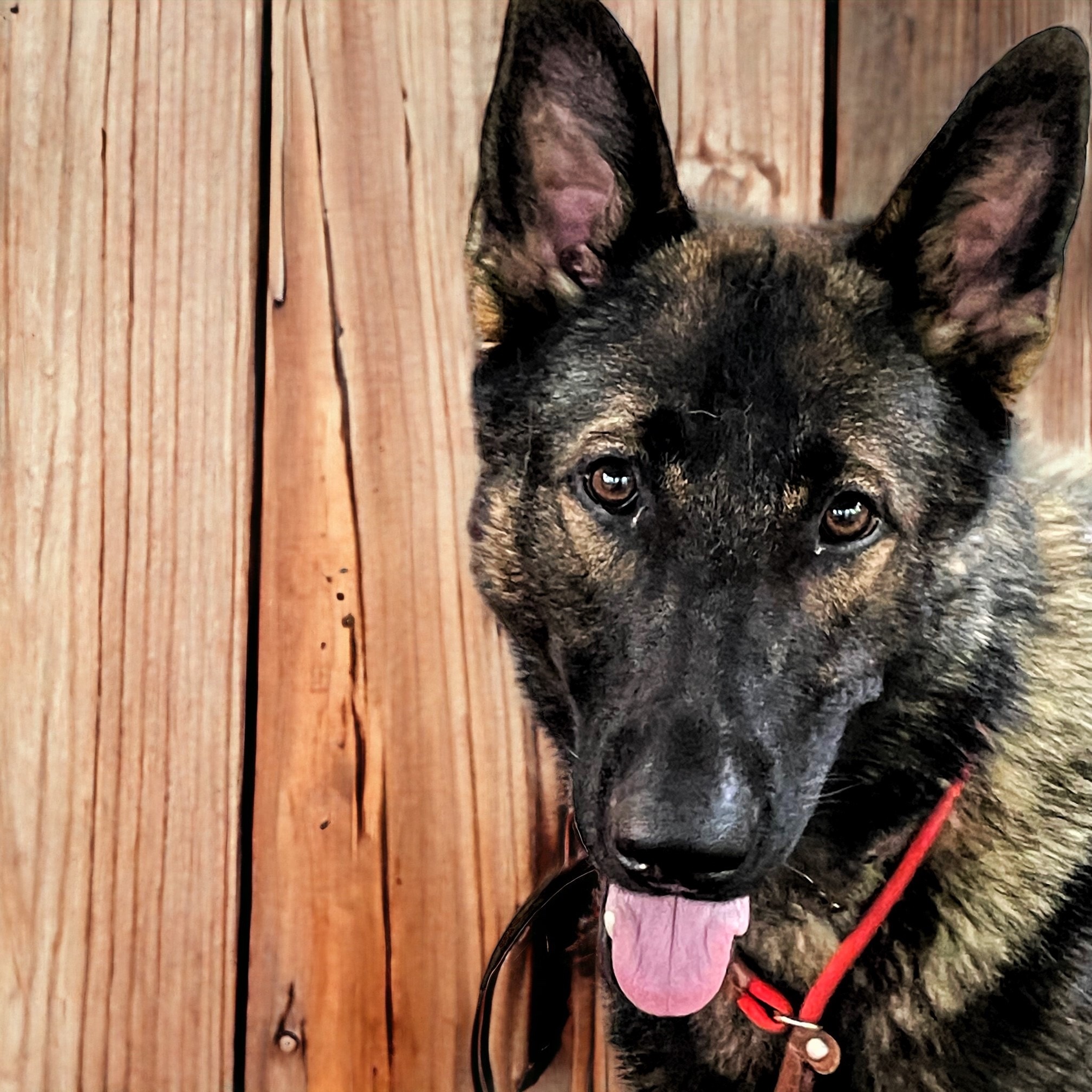 Ultimate Guide to Effective German Shepherd Training - German Shepherd 