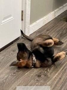 are german shepherds easy to train