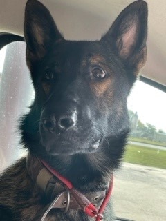 German Shepherd grooming