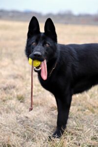 German shepherd play