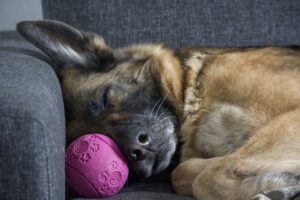 tips to help your adopted dog settle in