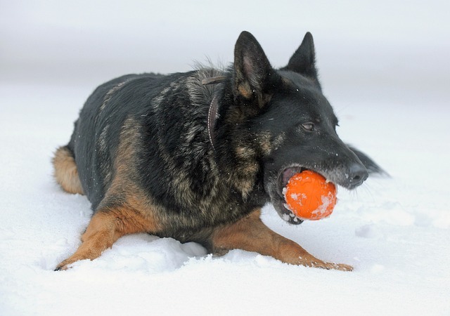 German shepherd play