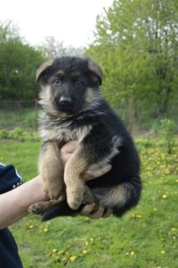 Puppy Crate Training