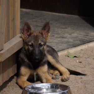 Puppy Peeing in the House