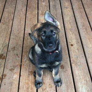 German shepherd puppies