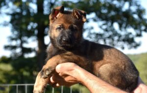 German shepherd puppy growth and development