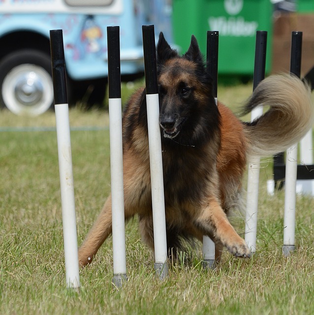 agility training