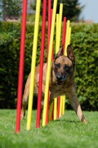 German shepherd agility training
