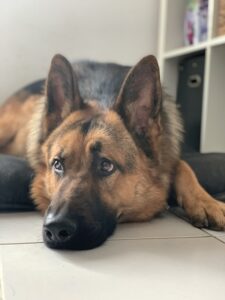 adopting German Shepherds