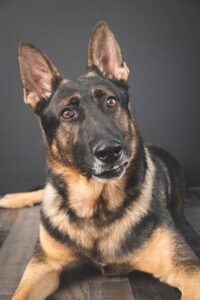 preventing ear infection in German shepherds