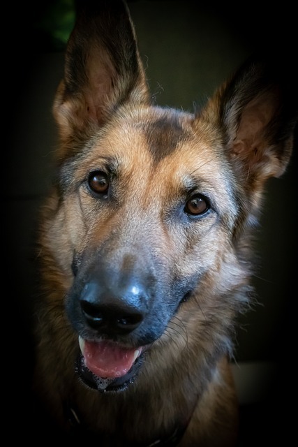 Common German Shepherd Health Issues