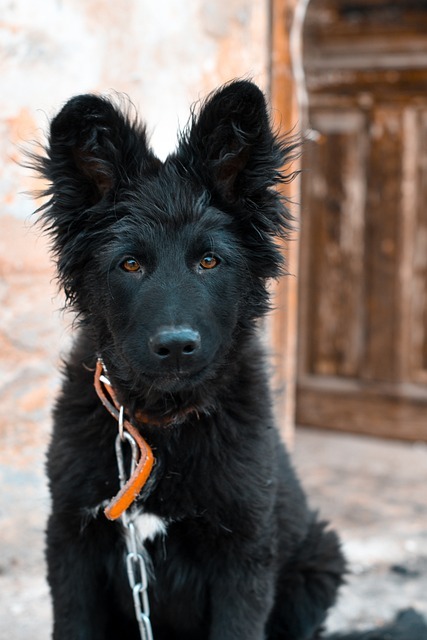 Training a German Shepherd Puppy