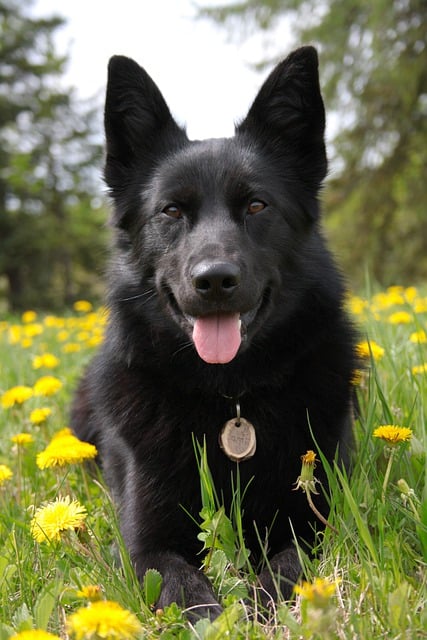 German Shepherd jumping