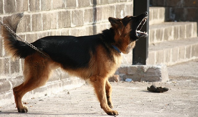 Do German Shepherds make good guard dogs