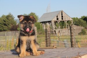 German Shepherd Puppy reactivity signs