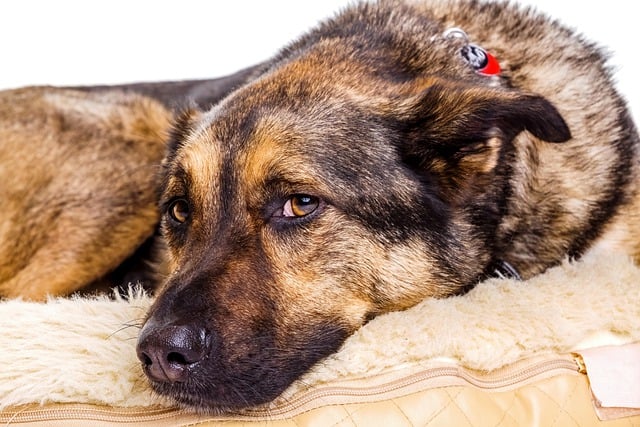 Managing Anxiety in Your German Shepherd