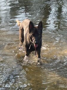 German Shepherds and summer weather 