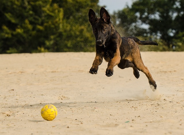 outdoor activities for your German shepherd