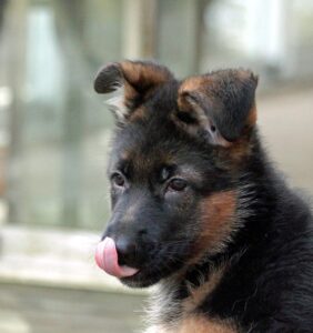 choosing a German Shepherd puppy