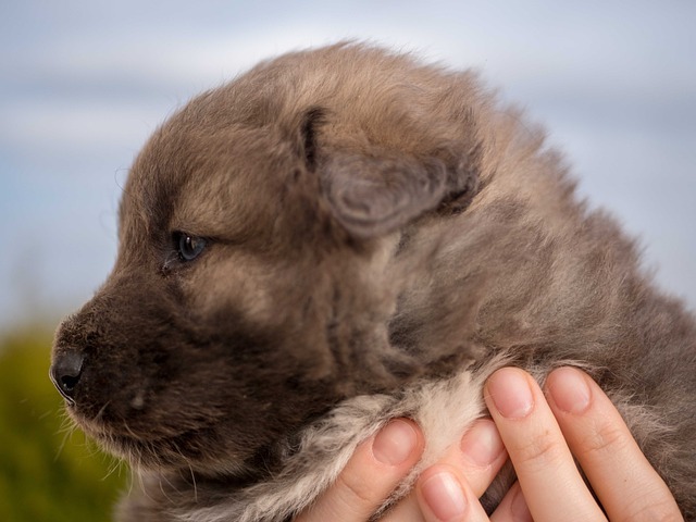 best puppy food