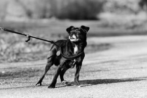 how to stop leash pulling