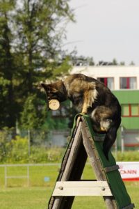 working line vs show line German shepherd