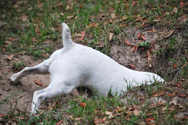 dog digging