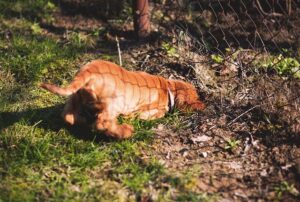 dog digging