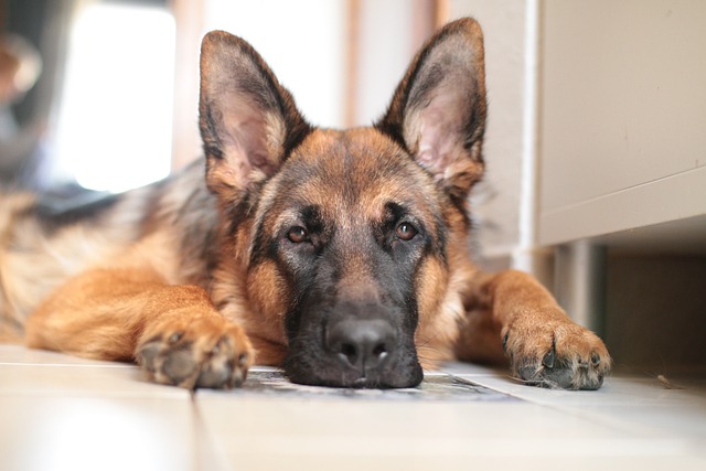 training your adopted German Shepherd