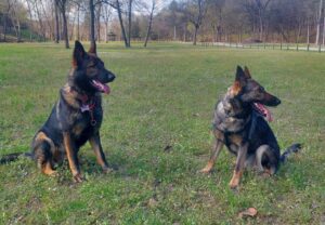 male vs female German shepherd