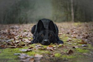 German Shepherd growth Chart