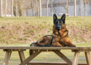 German Shepherd jumping