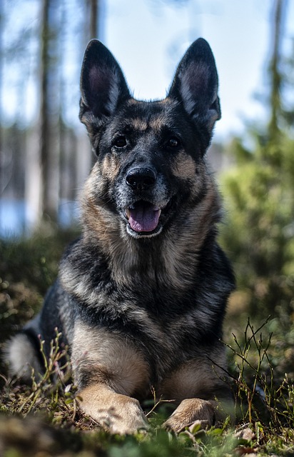 German shepherd growth chart