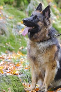 German shepherd double coat