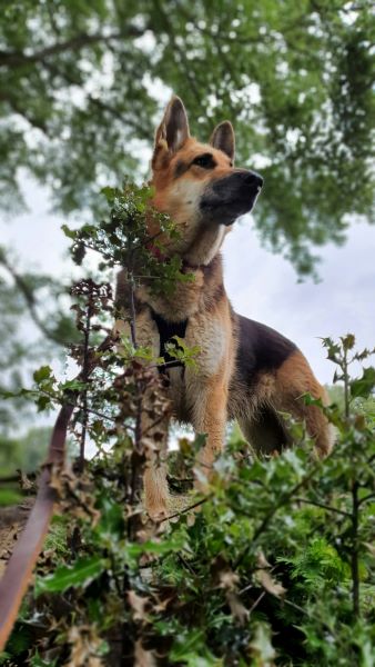 dog snake bite, dog bit by snake