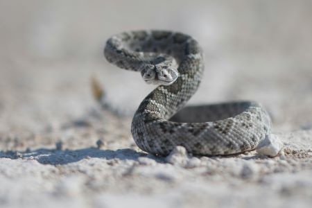 dog snake avoidance training