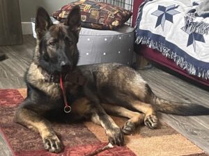 German shepherd reactivity causes