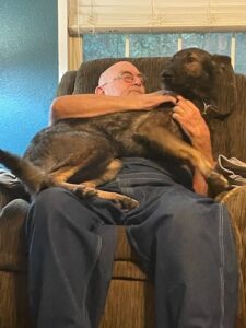 German shepherd reactivity causes