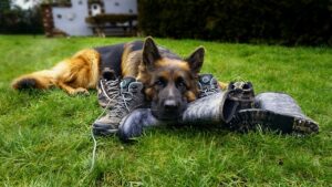 essential training commands for German Shepherds