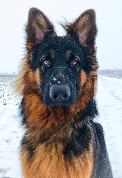 German shepherd dog breed