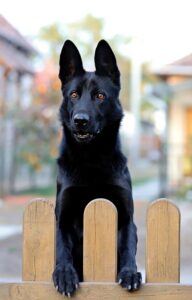 German Shepherds Physical Characteristics