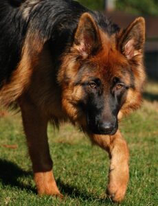 German shepherd reactivity causes