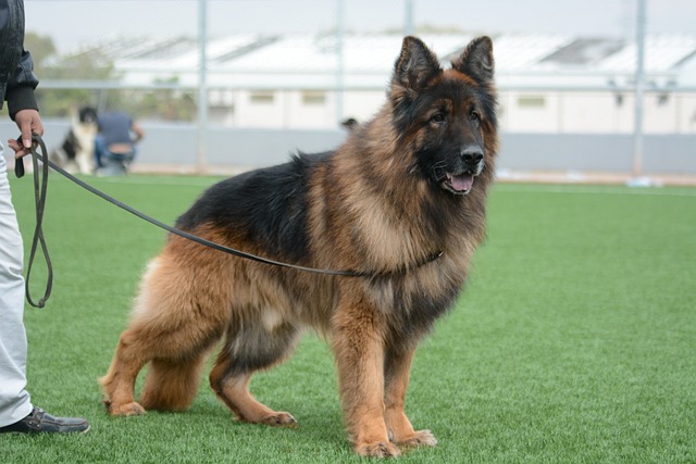 German Shepherds Physical Characteristics